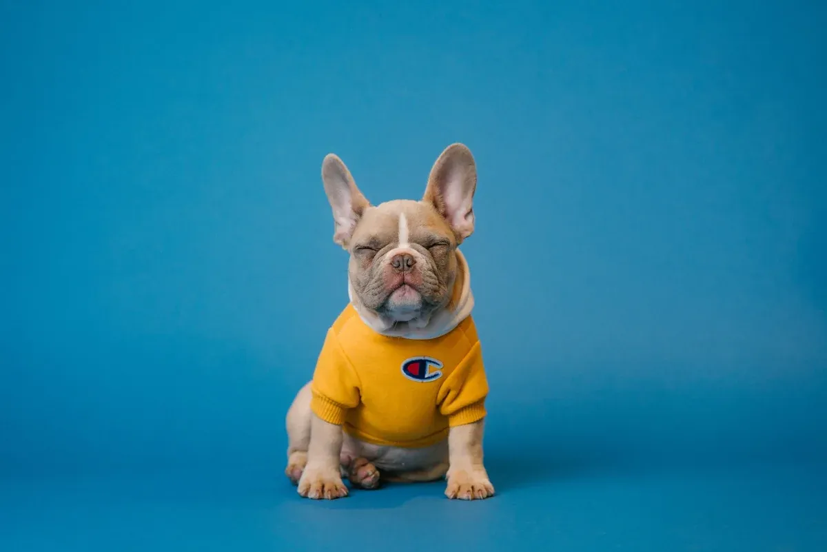SearchKibble campaign creative