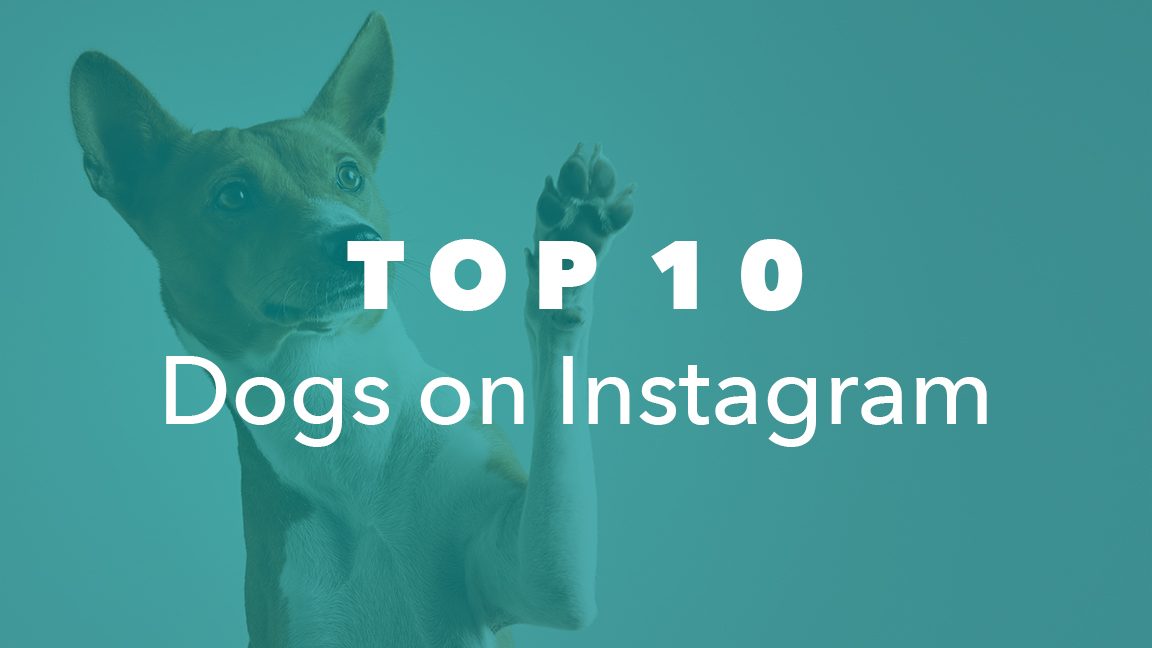 Top 10 Dogs On Instagram | NeoReach Blog | Influencer Marketing